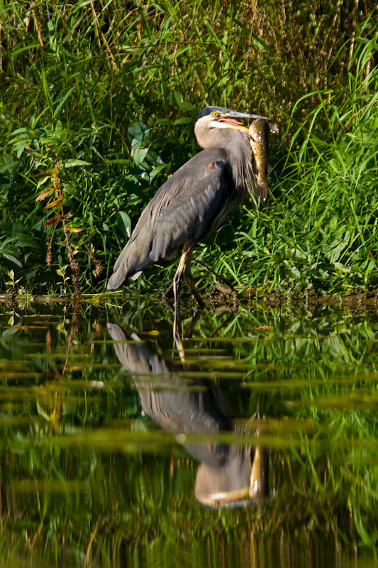 Great Blue Heron Catching Catfish